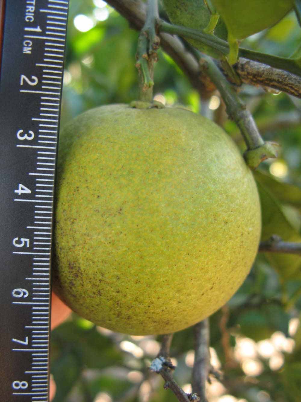              Fruit (Winter Haven, FL)       